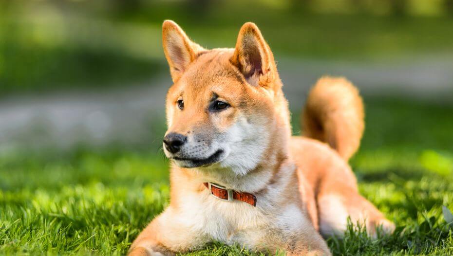 Good Decoration black height/about 12cm Shiba Inu (small dog)